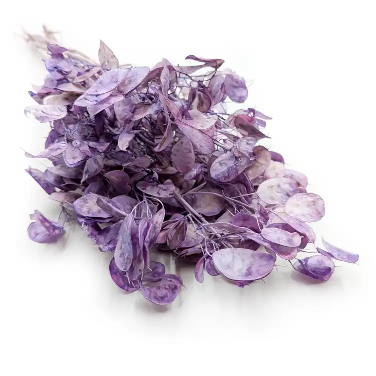 Lunaria LawendowaIT suszona.png