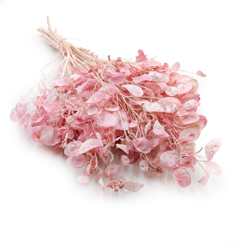 Lunaria Rózowa IT suszona.png