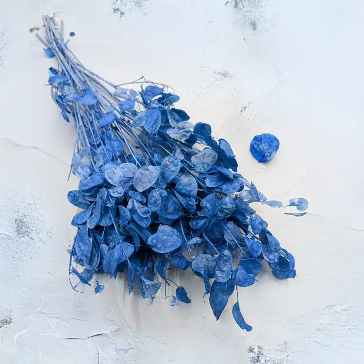 Lunaria IT niebieska.png