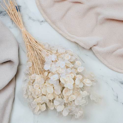 Lunaria IT bielona 2.png