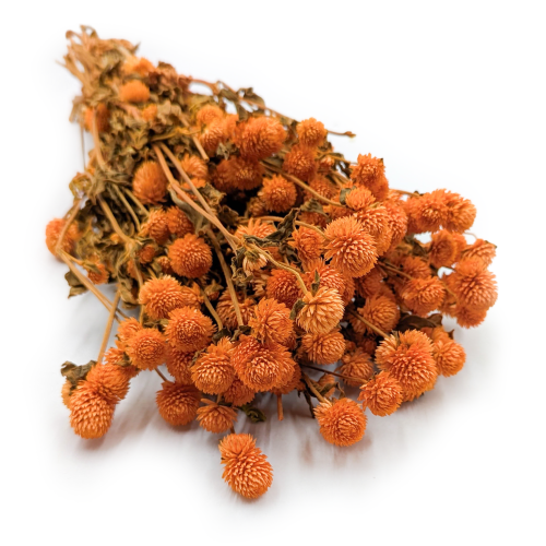 Gomfrena suszona pomaranczowa.png