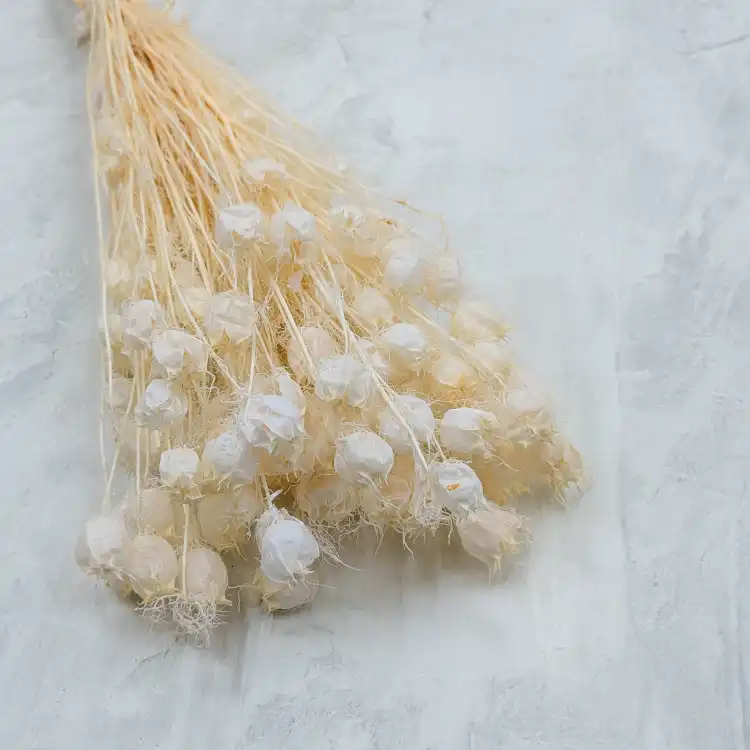 Nigella bielona.png