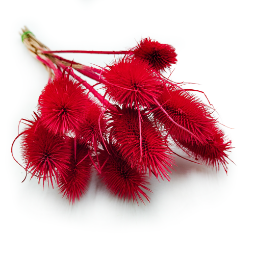 Oset suszony szczeć czerowny susz.png