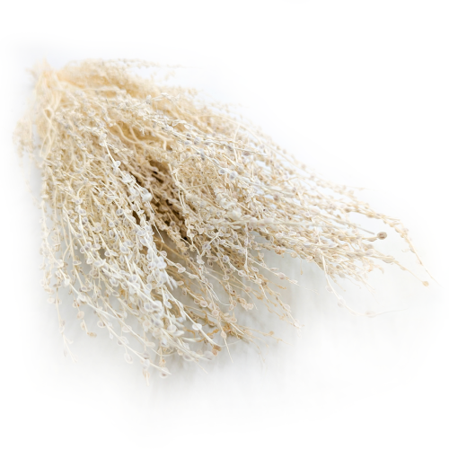 Lepidium Bielone Suszone 5.png