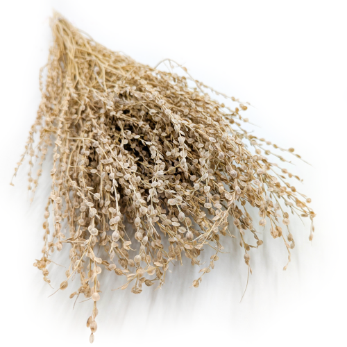 Lepidium Naturalne Suszone 5.png