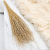 Lepidium Naturalne Suszone 3.png