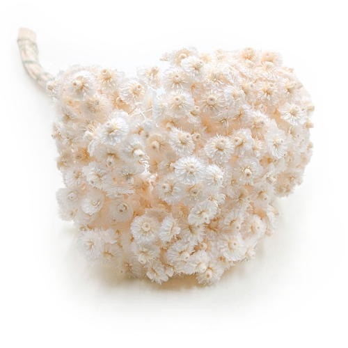 Kocanka włoska suszona bielona.png