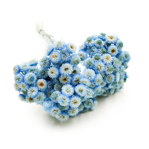 Kocanka włoska suszona niebieska.png