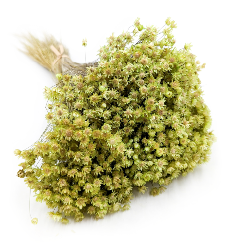 Glixia Marcela Zielona (1).png