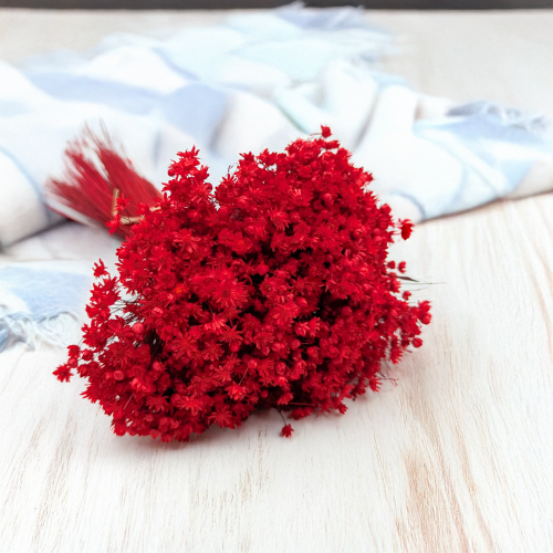 Glixia Marcela czerwona.png