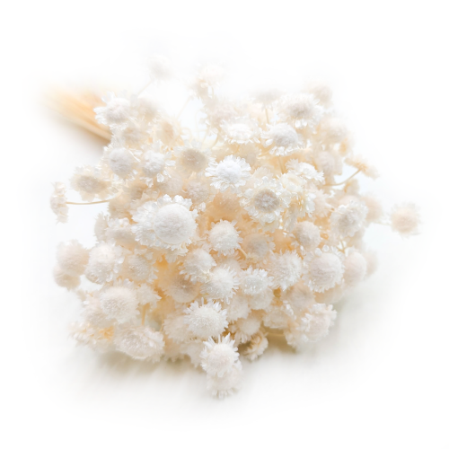 Glixia comanthera big bielona.png