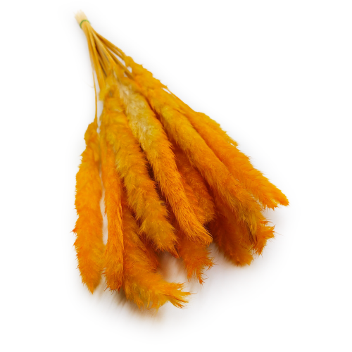 Mini pampas Pomarańczowy 2.png