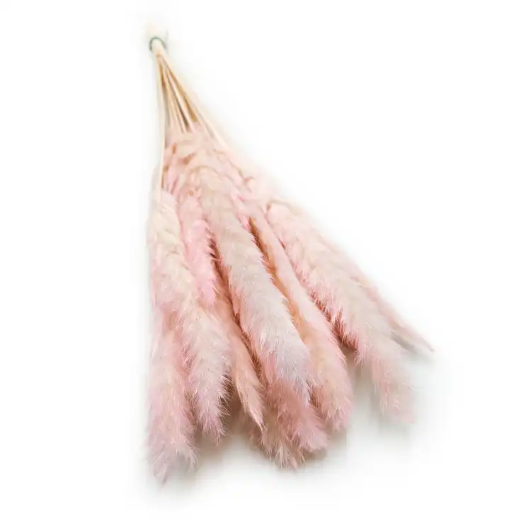 Mini Pampas Różowy 3.png