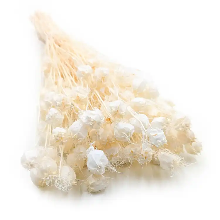 Czarnuszka Bielona.png