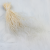 Stipa bielona.png