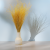 Stipa imbirowa 4.png