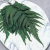 Paproć strusia 1.png