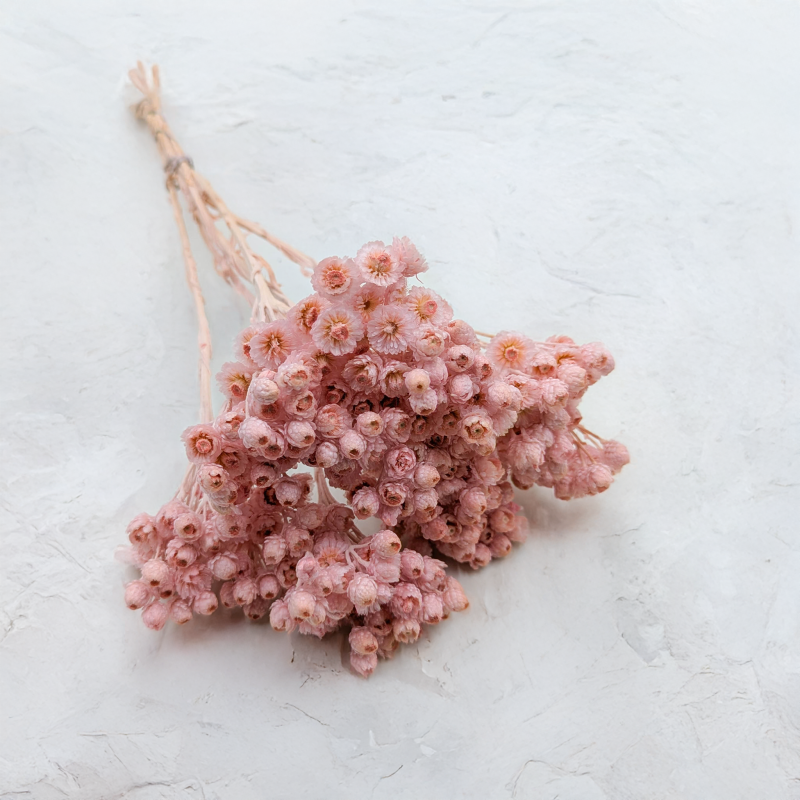 Kocanka włoska różowa.png