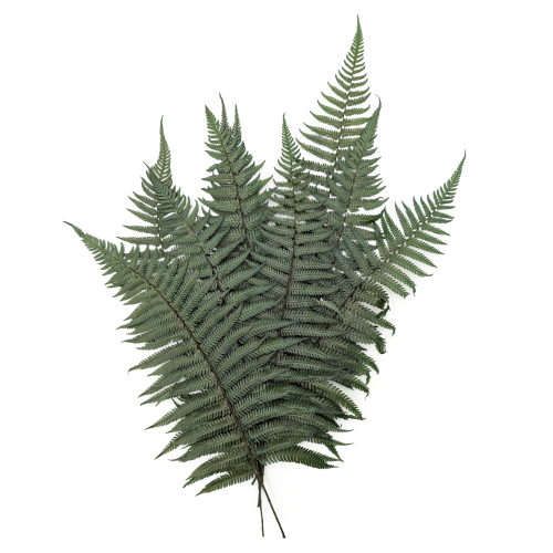 Paproć Pergaminowa Stabilizowana.png