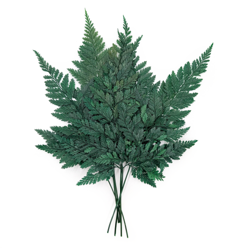 Paproć Dawalia Stabilizowana.png