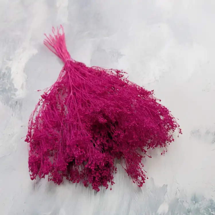 Broom Bloom Fuksja.png
