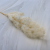 Asparagus Ming Fern ES.png