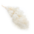 Ming Fern Asparagus Bielony.png