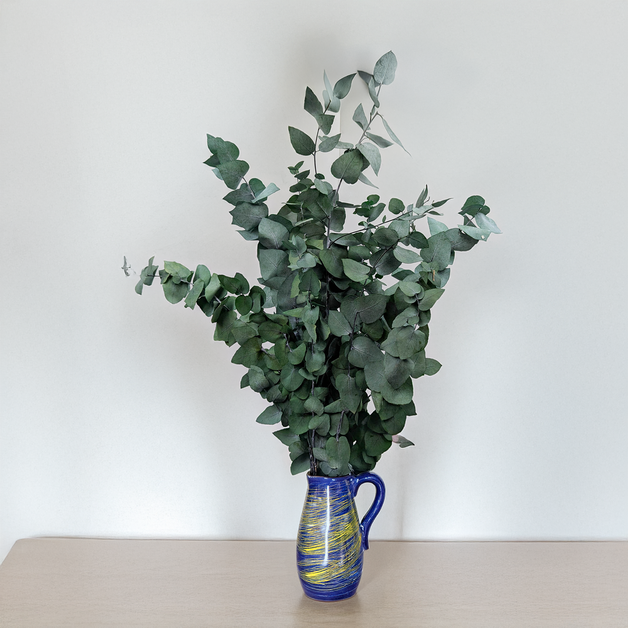 Eukaliptus Cinerea zielony gałązka