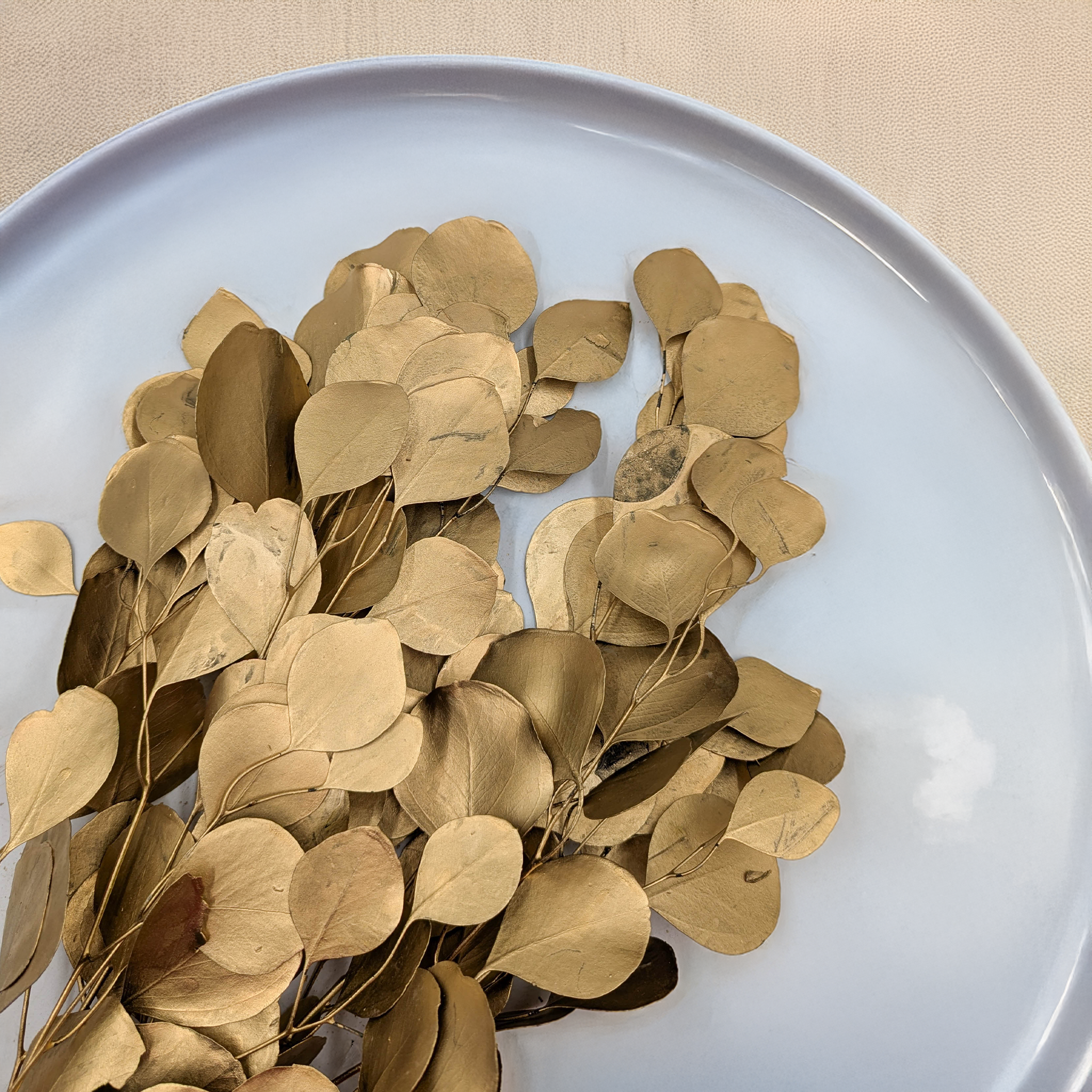 Eukaliptus Populus złoty