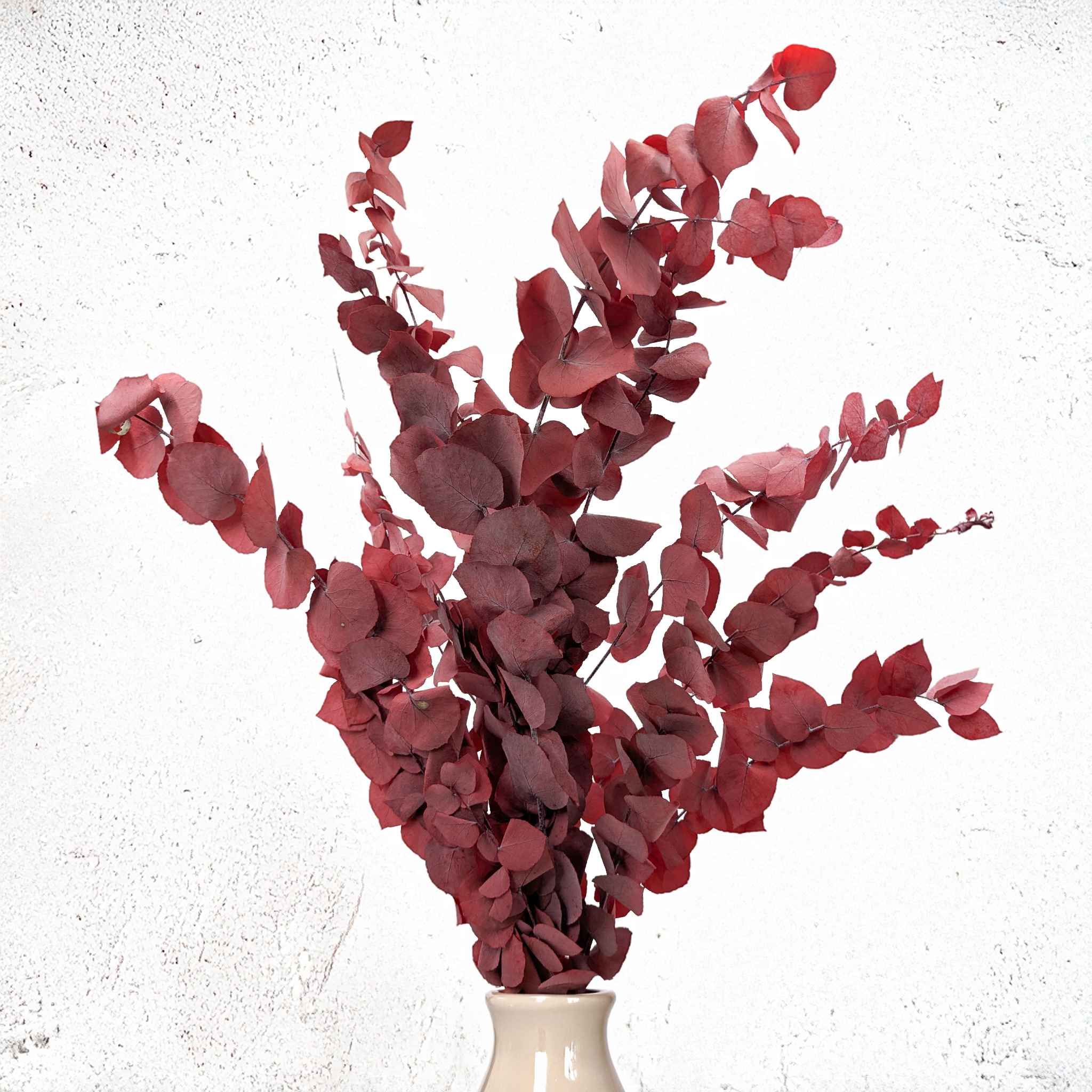 Eukaliptus Stuartiana czerwony