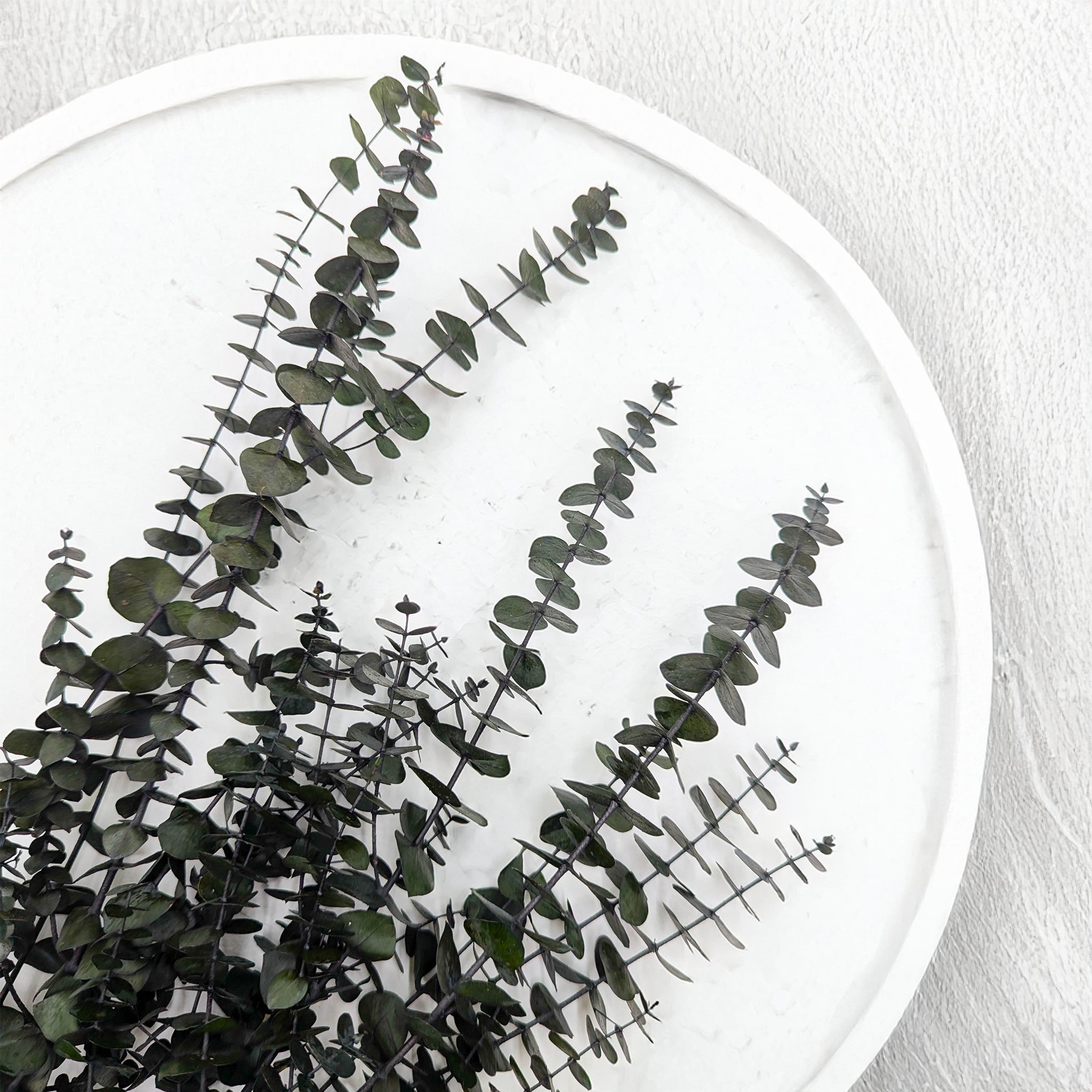 Eukaliptus Baby Blue zielony