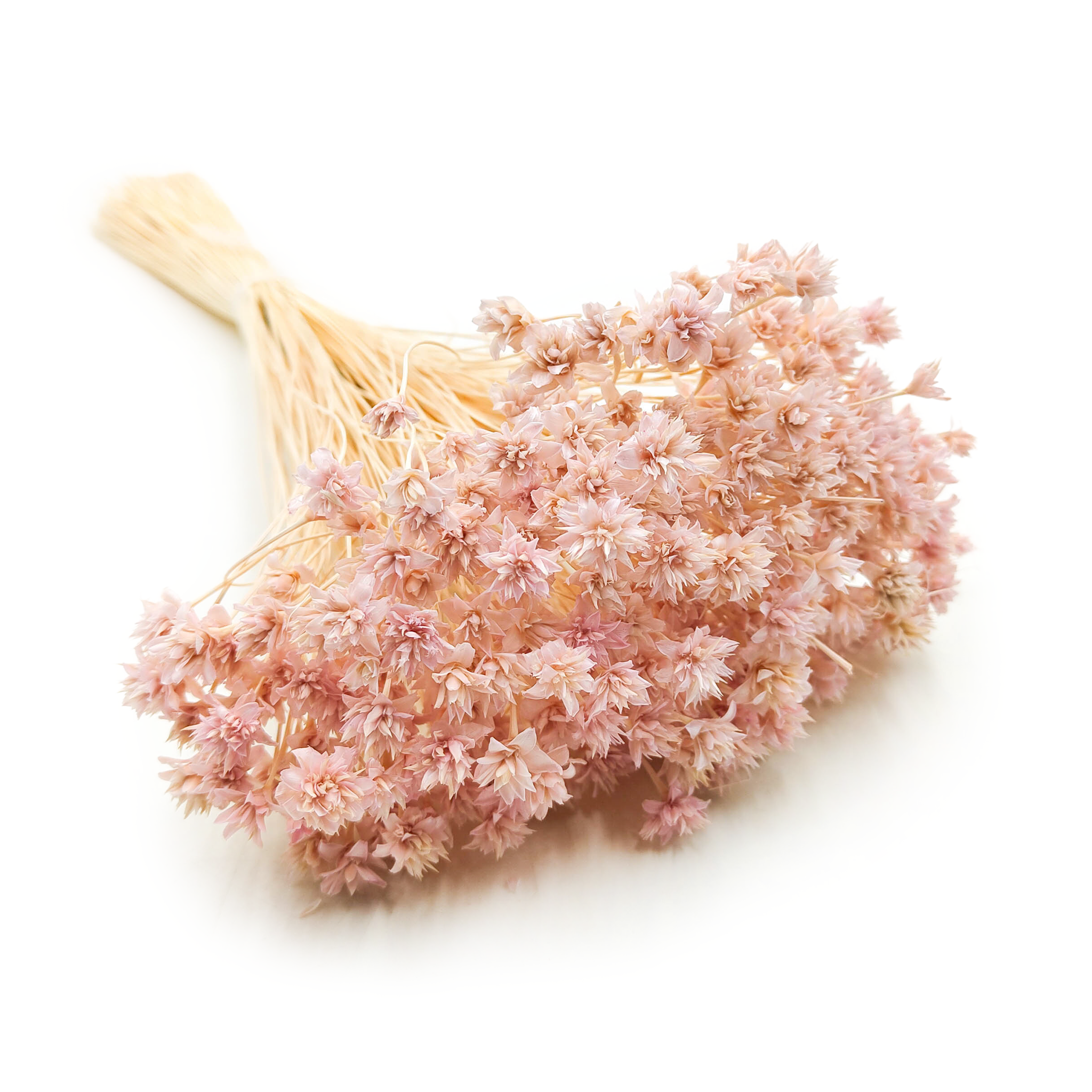 Hill Flower - Lila
