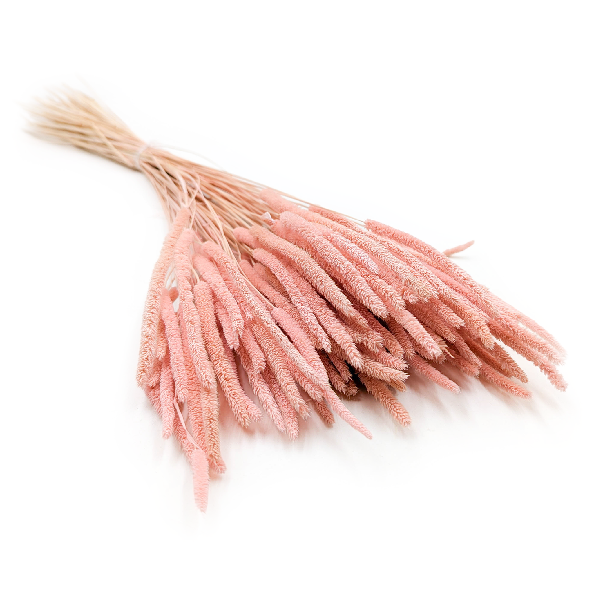 Suszona trawa - Tymotka (Phleum) - Perłowy Róż