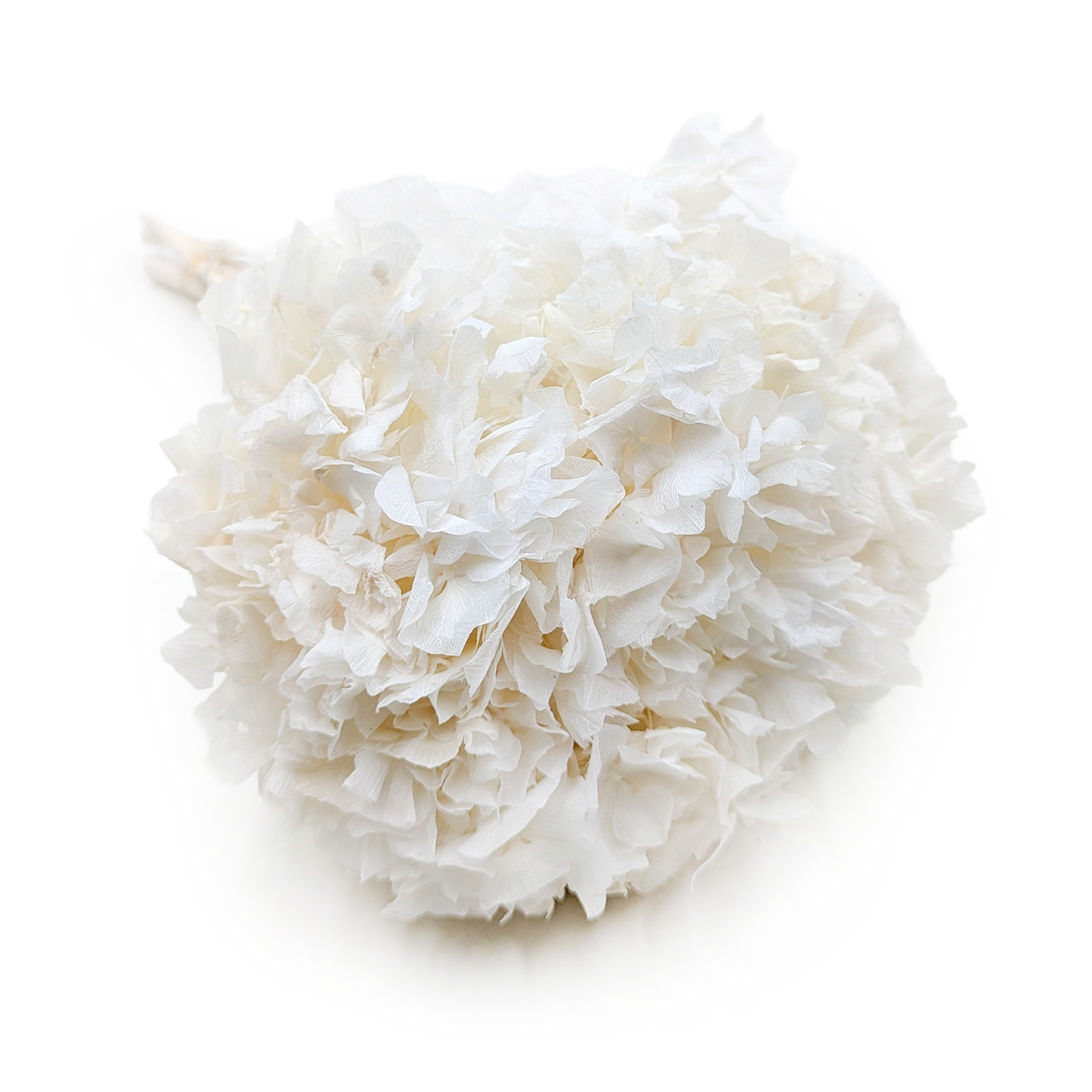 Hortensja Stabilizowana (Hydrangea) - Biała