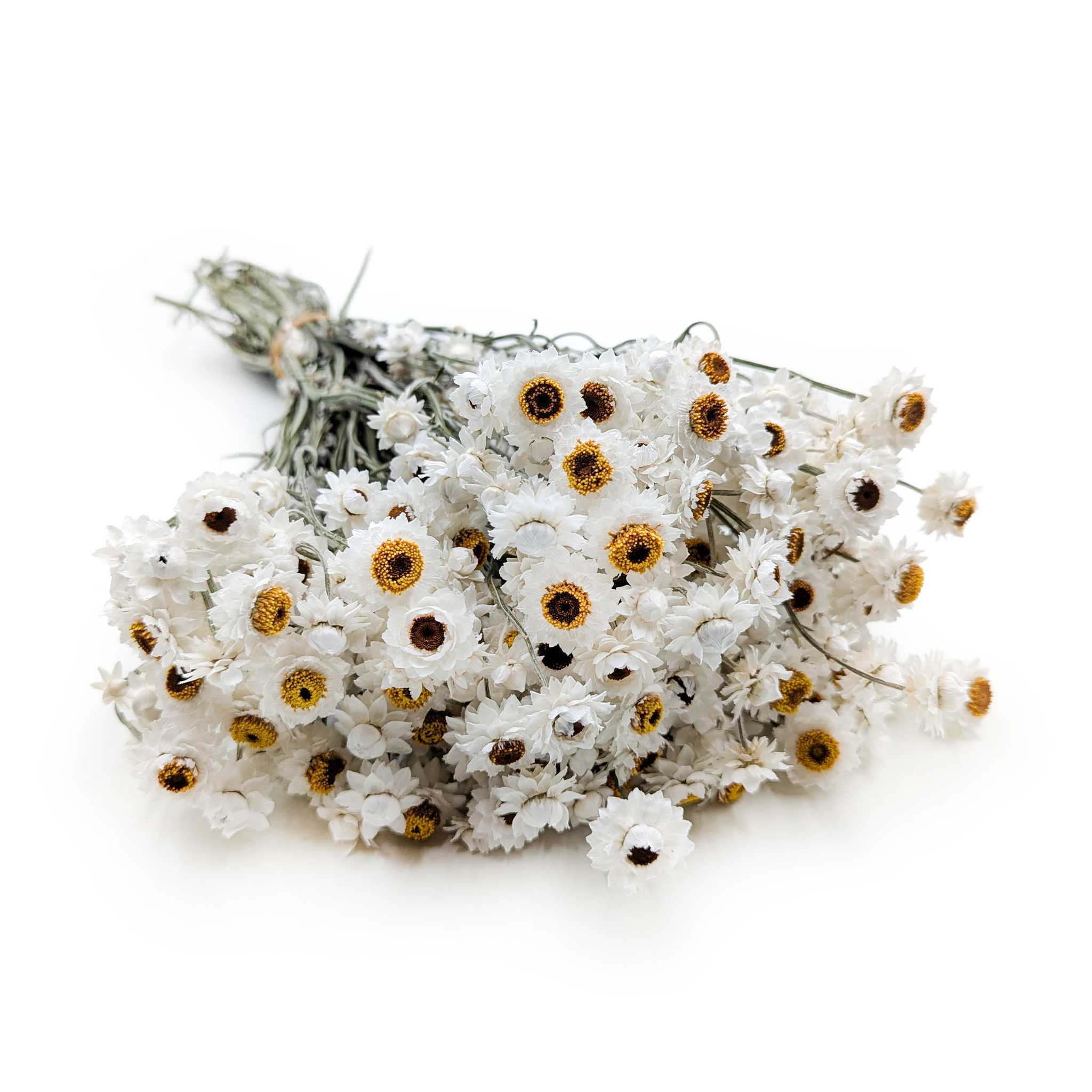 Złociszek Suszony, wiekuistka - (Ammobium alatum) - Naturalny Biały - PREMIUM