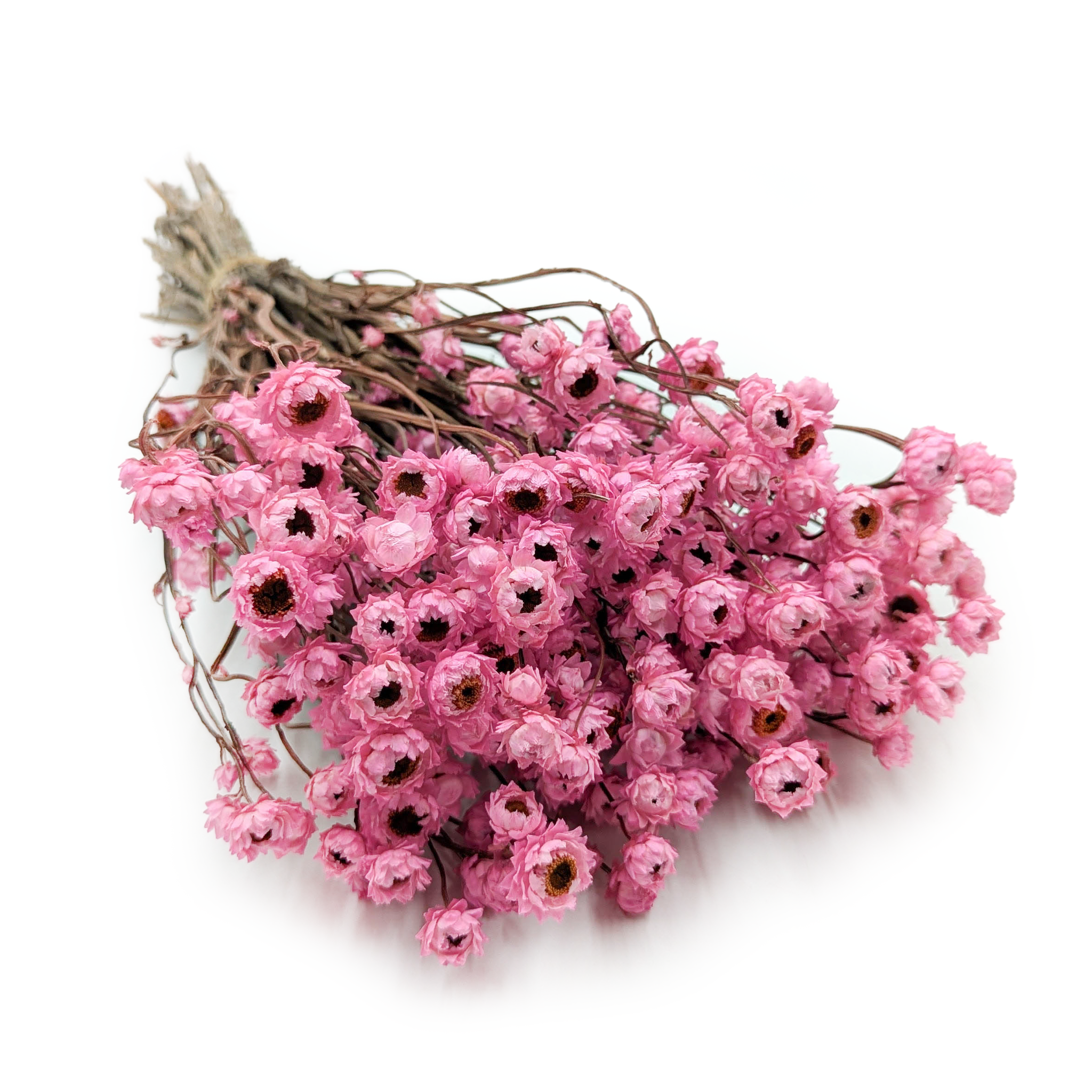 Złociszek Suszony, wiekuistka - (Ammobium alatum) - Różowy - PREMIUM 