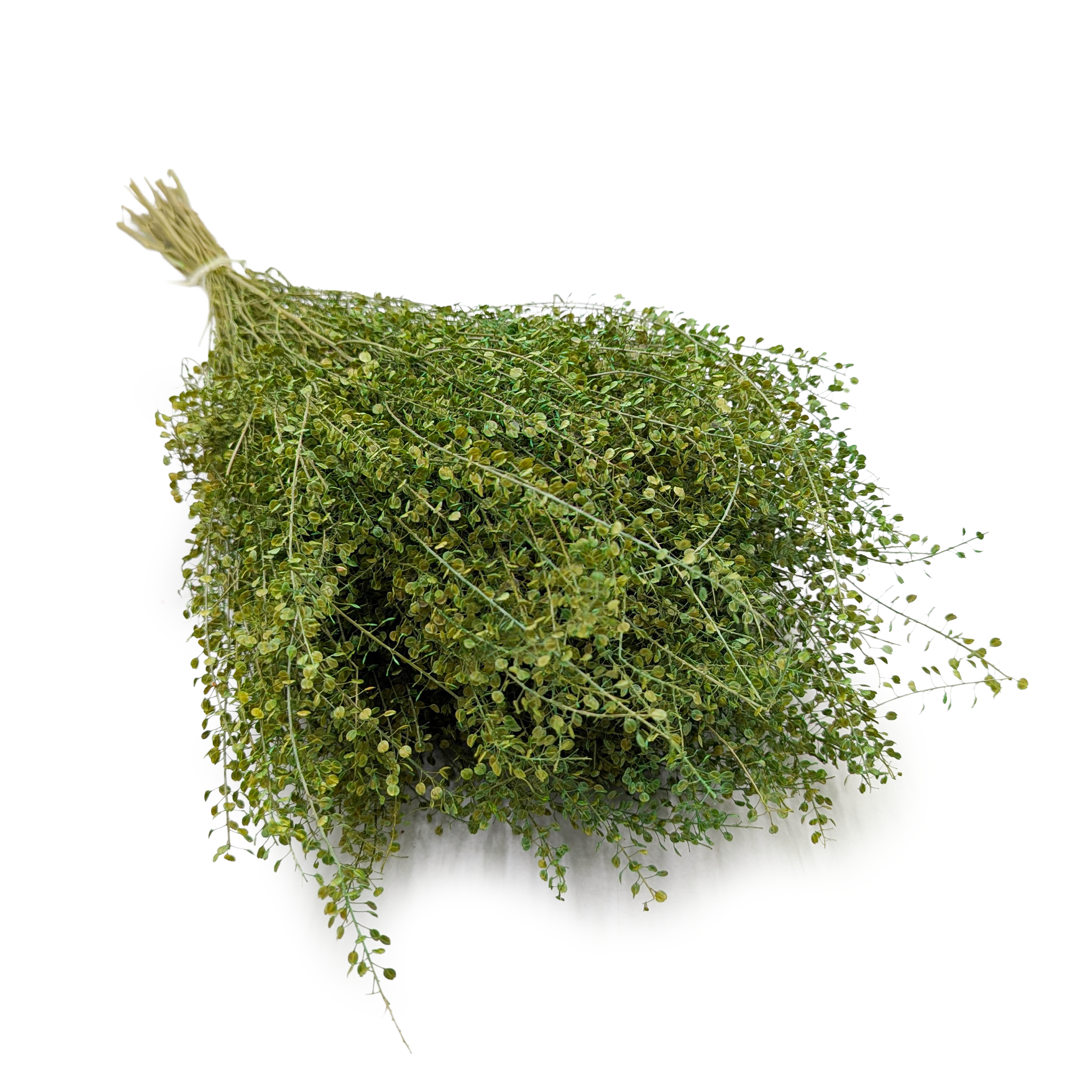Lepidium (Lepidium sativum) - Zielone