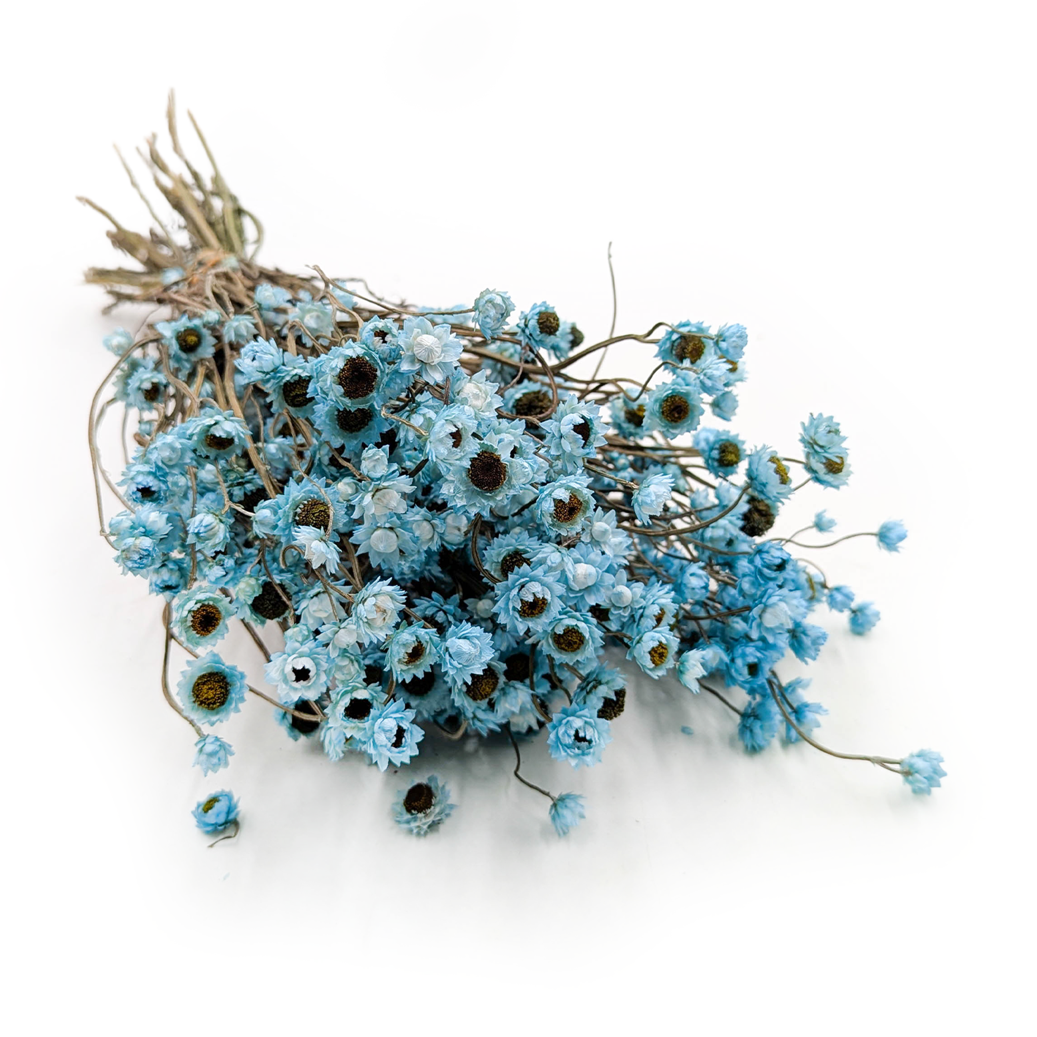 Złociszek Suszony, wiekuistka - (Ammobium alatum) - Lazurowy - PREMIUM