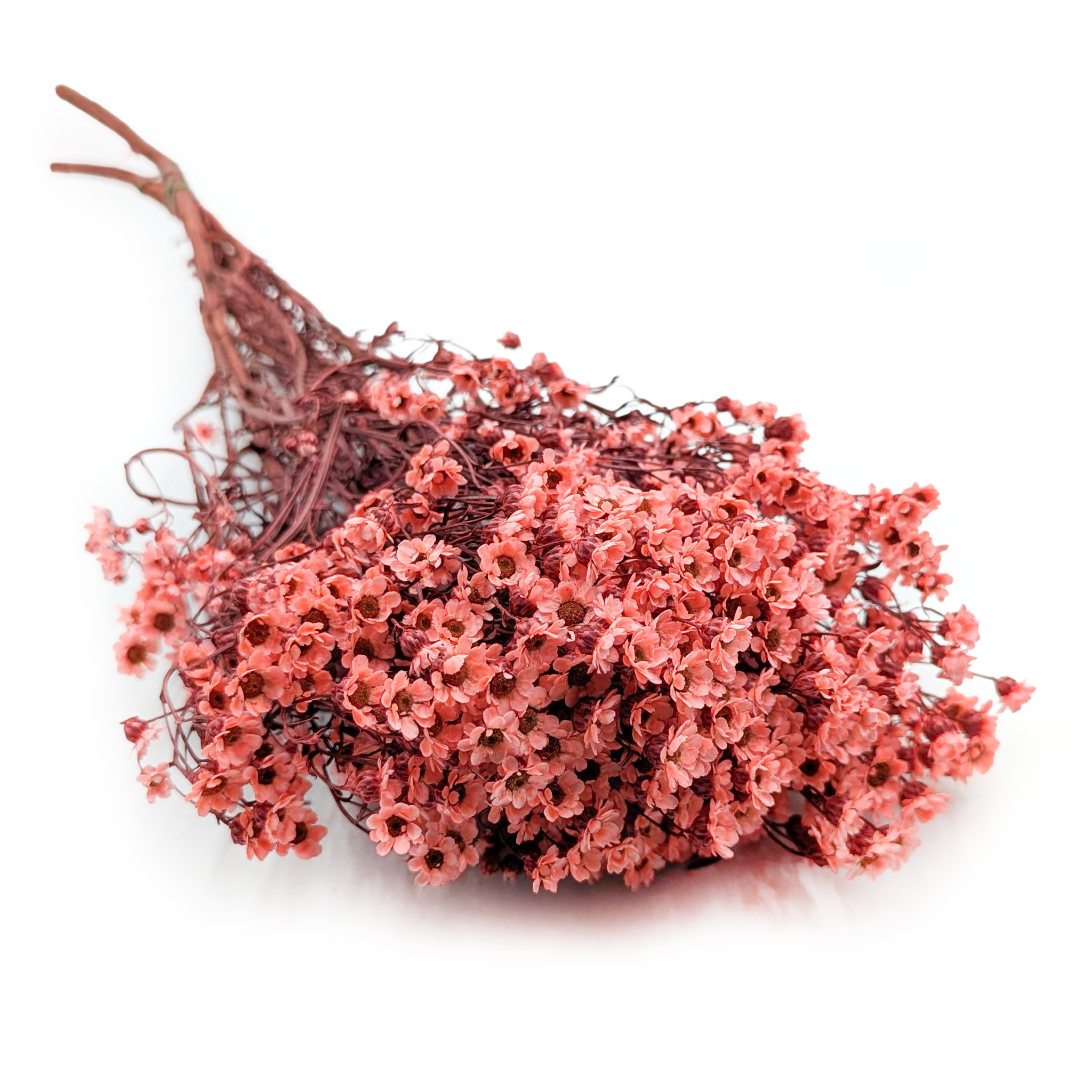 Oxodia Suszona - Łososiowa