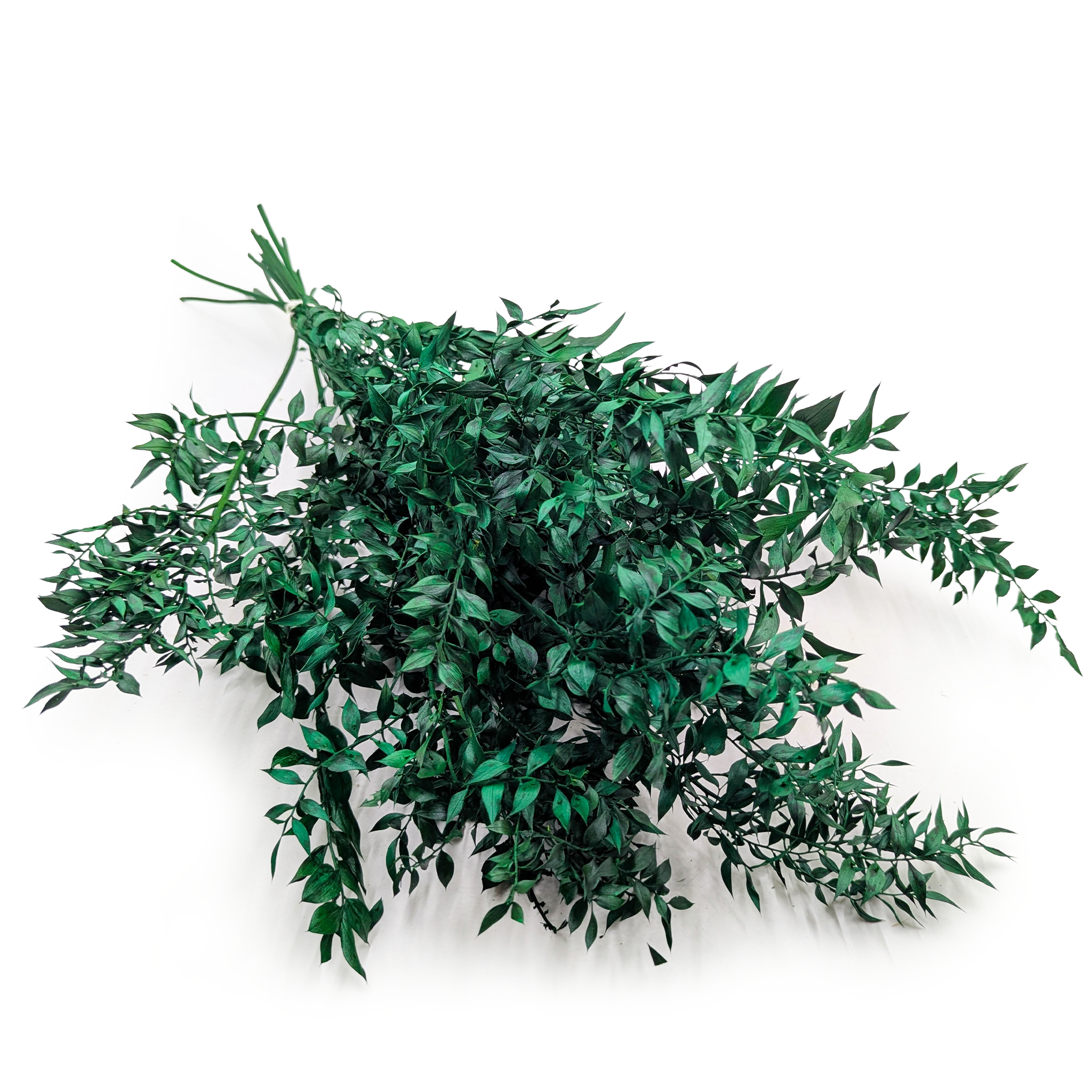 Ruskus suszony - (Ruscus) - Zielony 