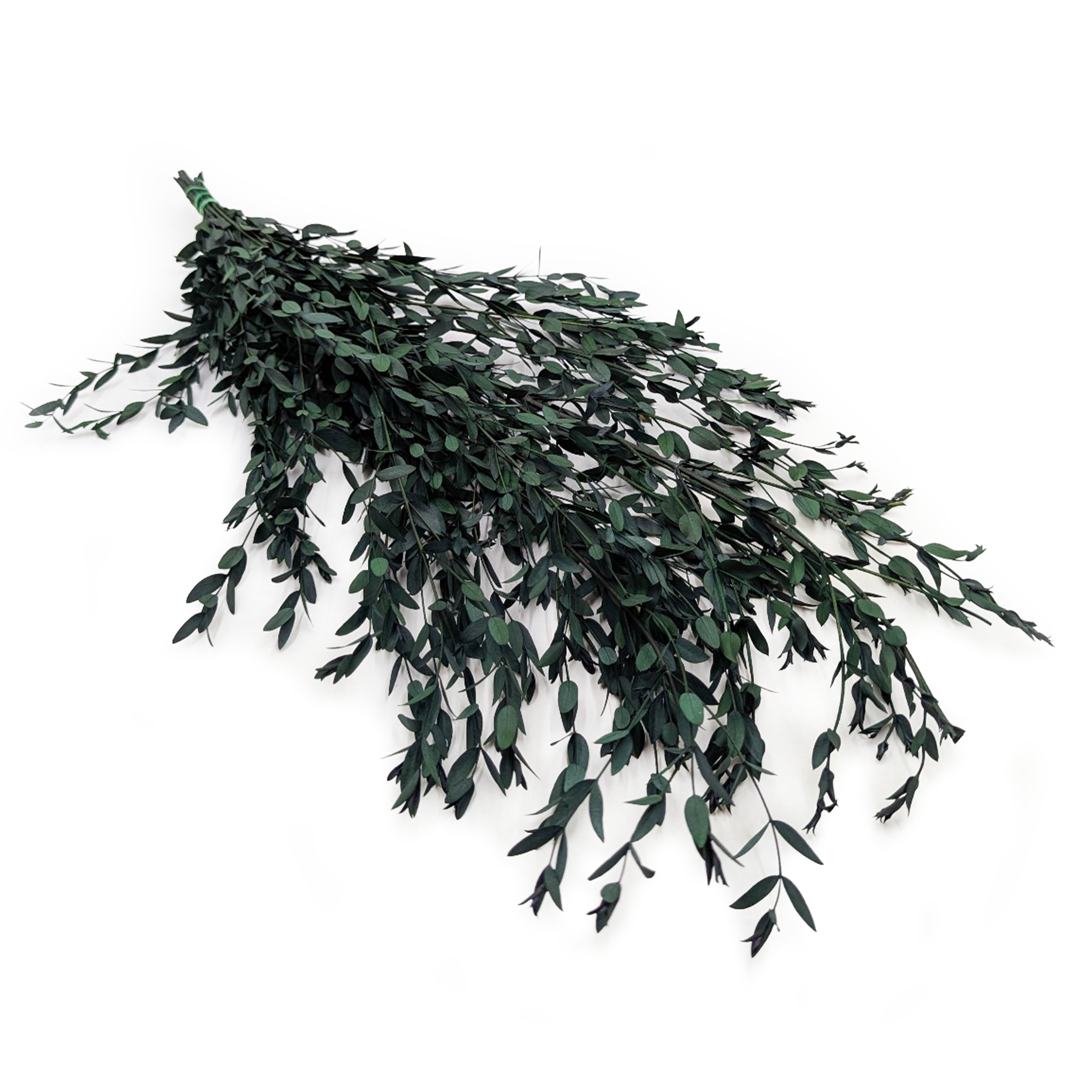 Eukaliptus Stabilizowany - Parvifolia - Zielony 