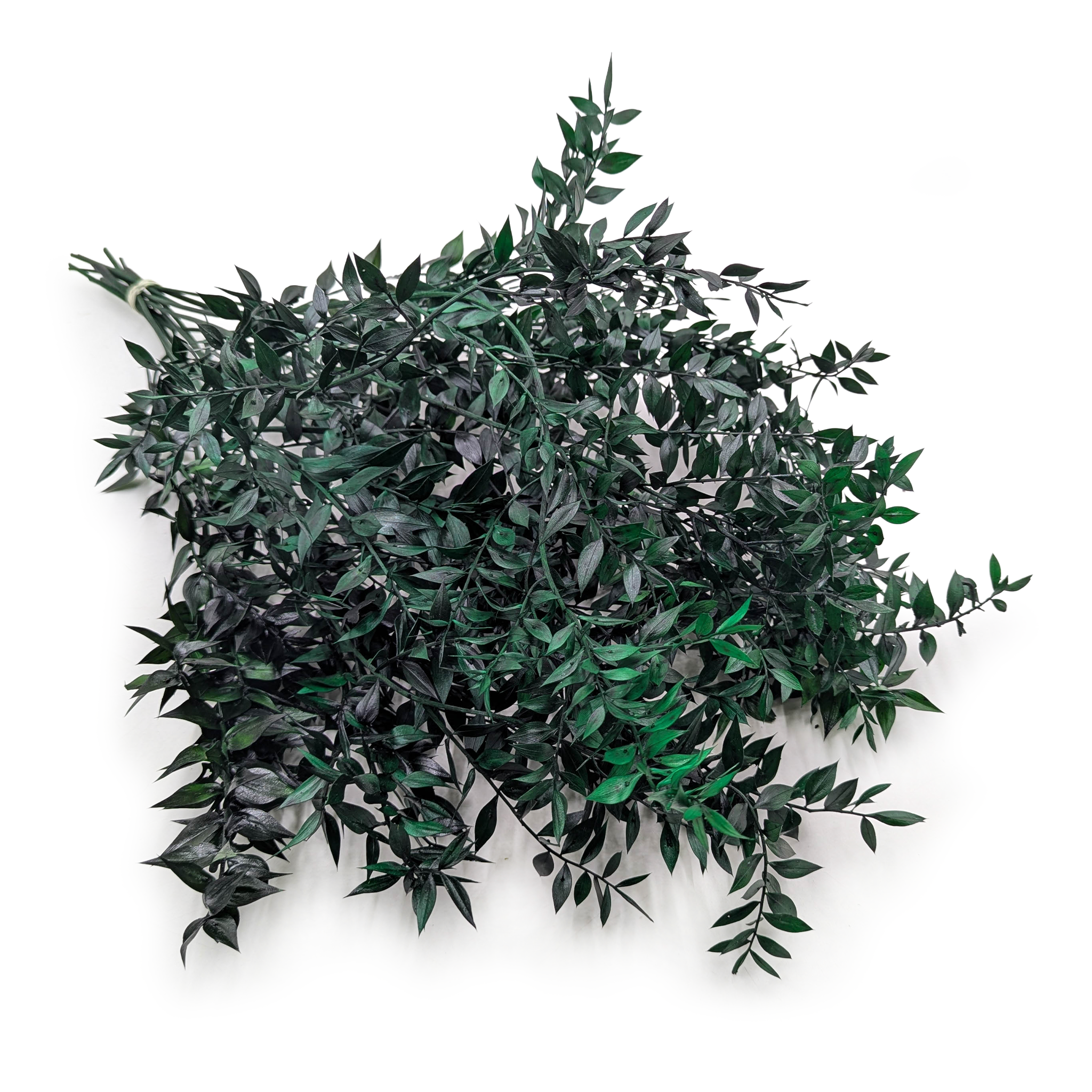 Ruskus stabilizowany - (Ruscus) - Zielony 