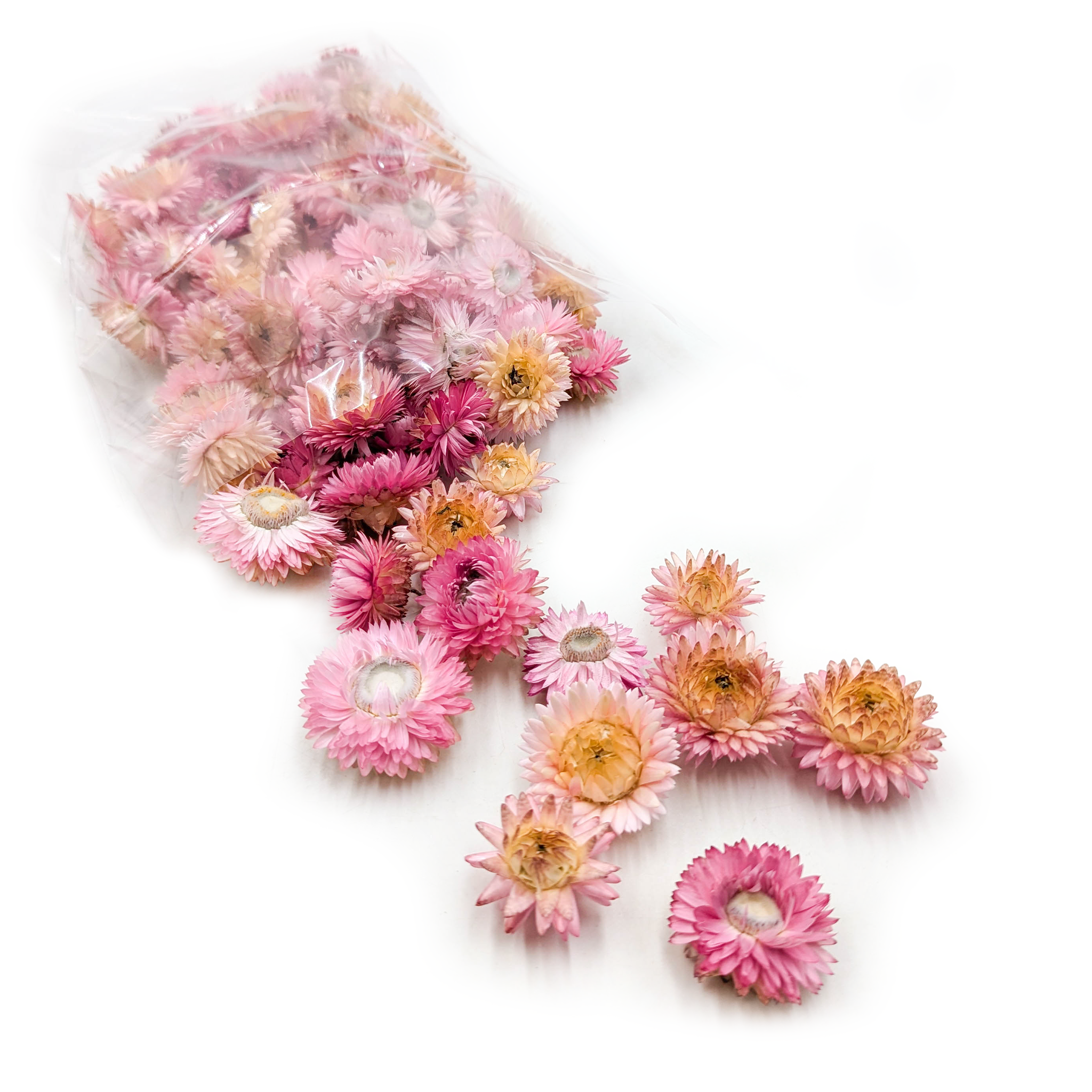 Kocanka Suszona - Główki - (Helichrysum) - Ciemny róż