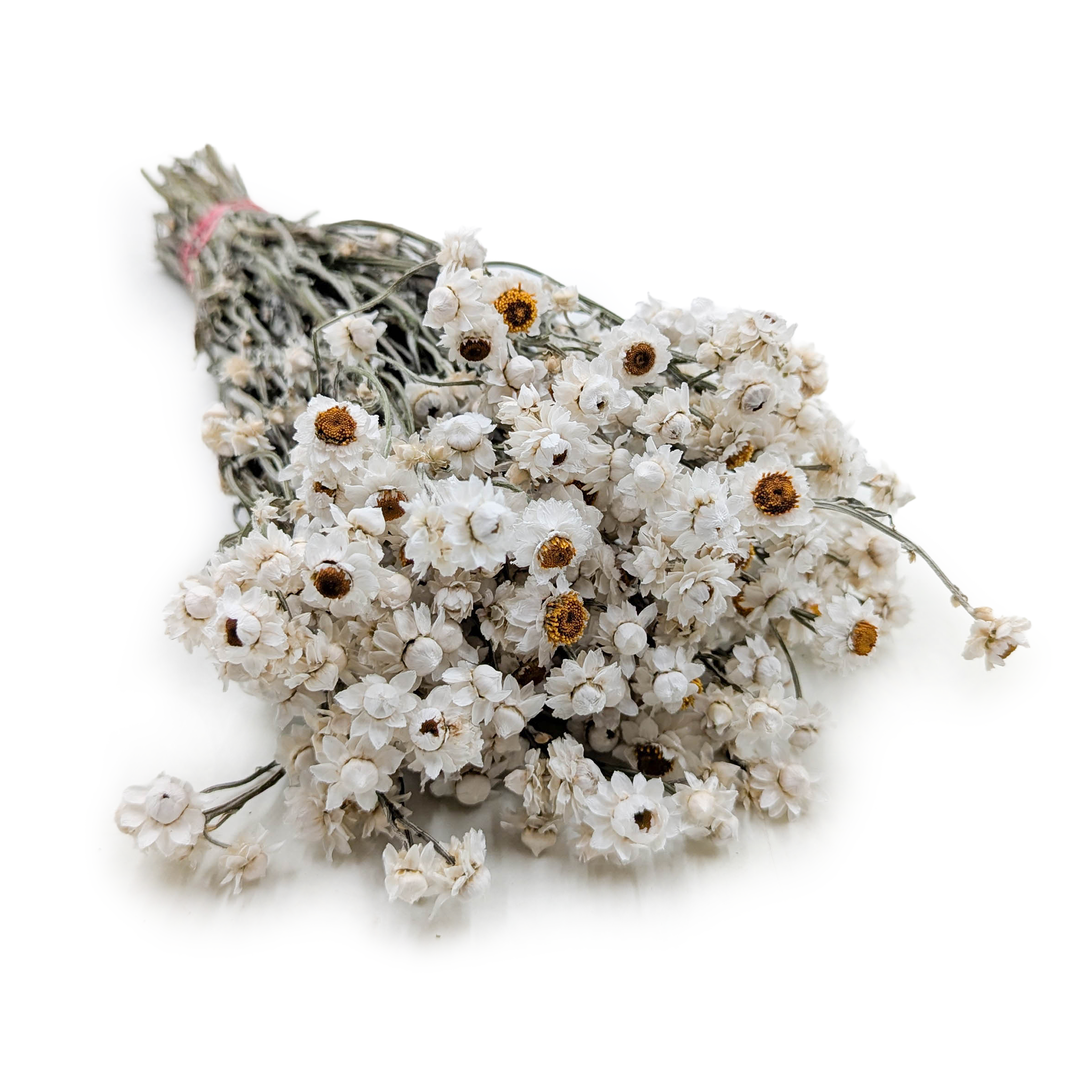 Złociszek Suszony, wiekuistka - (Ammobium alatum) - Naturalny Biały