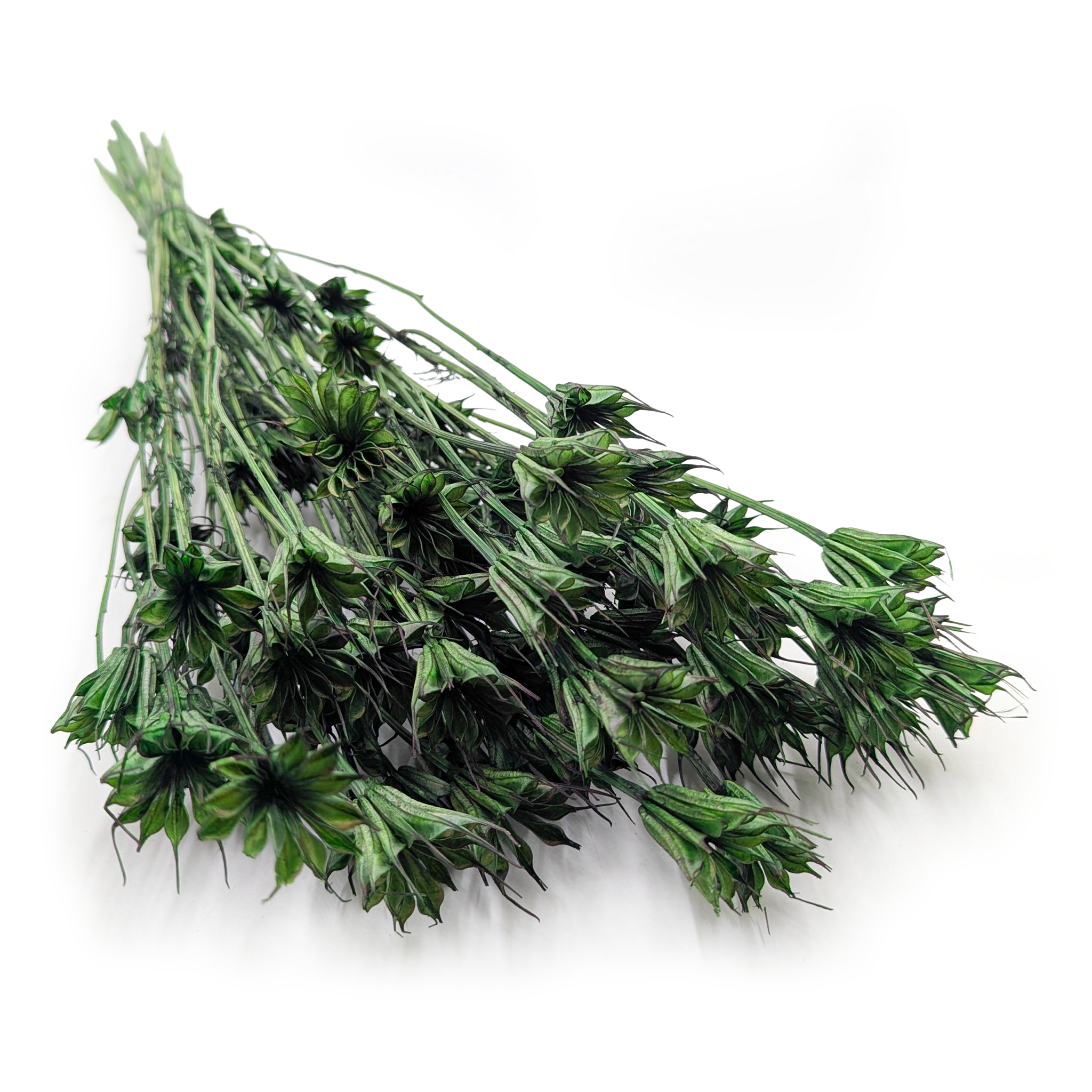 Czarnuszka Orientalna - (Nigella Orientalis) -  Butelkowa zieleń