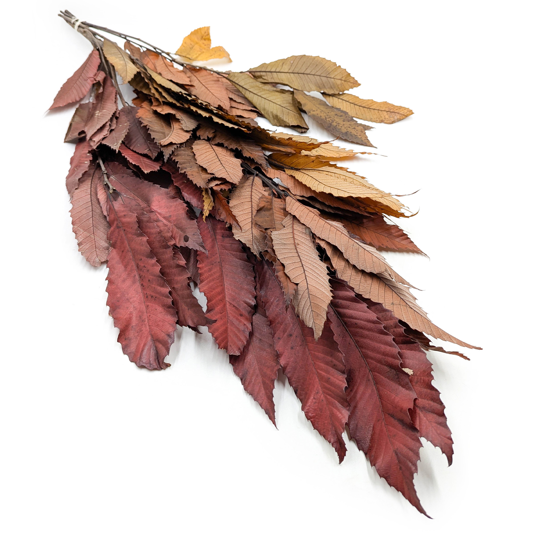 Kasztan Stabilizowany – (Chestnut Leaves) – Jesienny