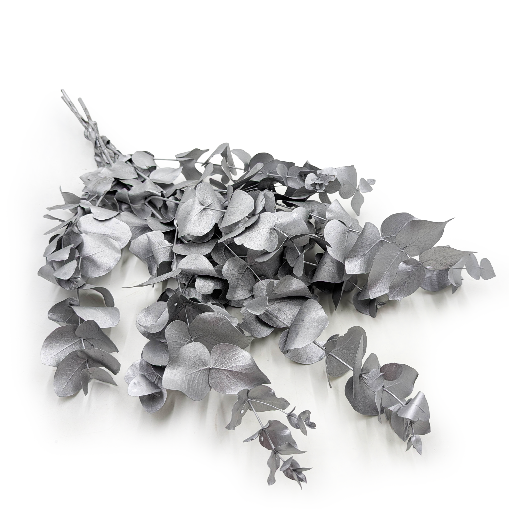 Eukaliptus Stabilizowany - Cinerea - Srebrny