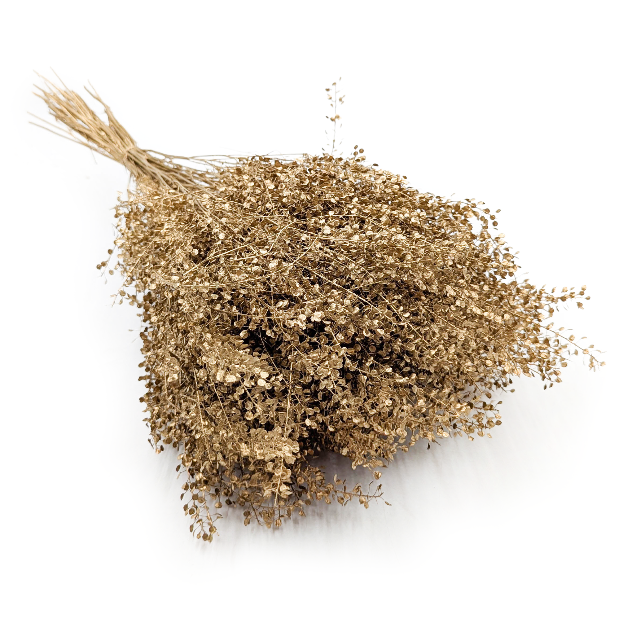 Lepidium (Lepidium sativum) - Złote