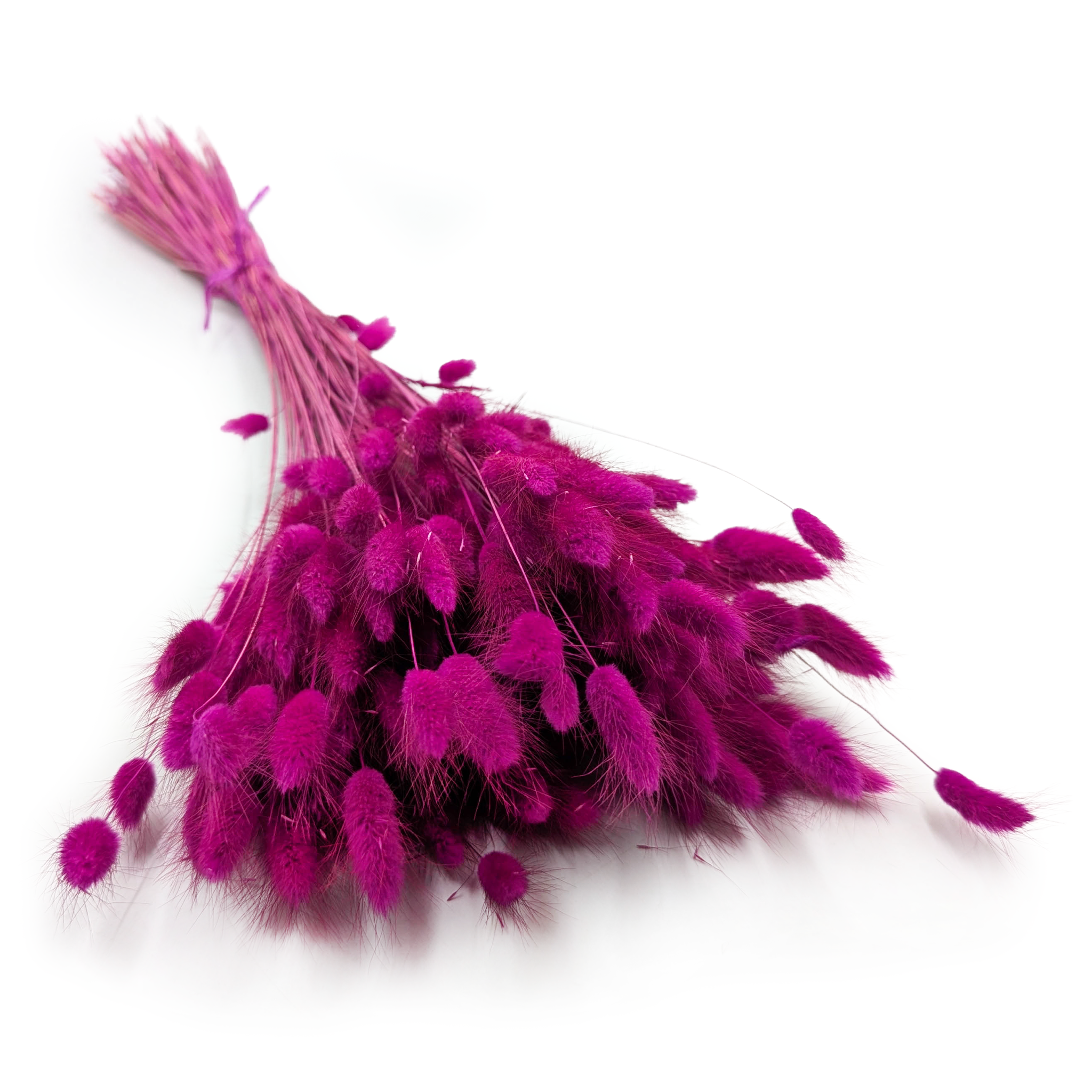 Suszony Lagurus - Dmuszek jajowaty - Purpurowy