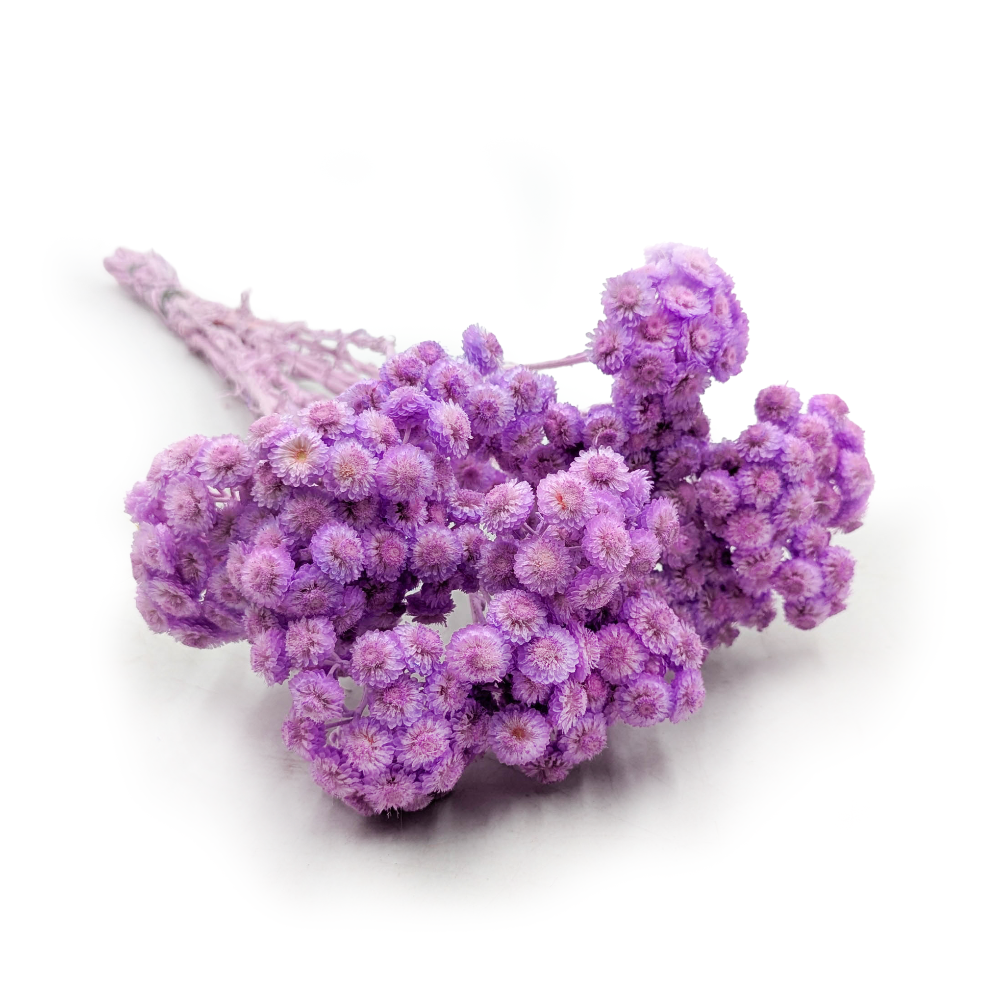 Kocanka suszona włoska - (Helichrysum italicum) - Liliowa